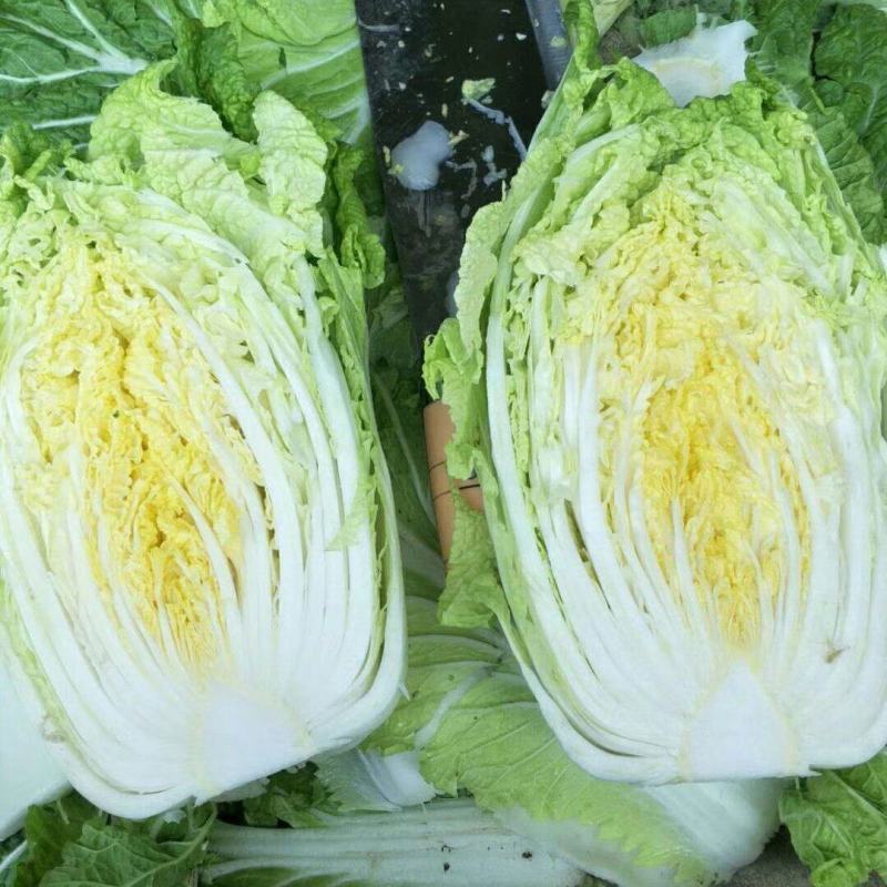 黄心大白菜，产地直发，实地考察，质量保证