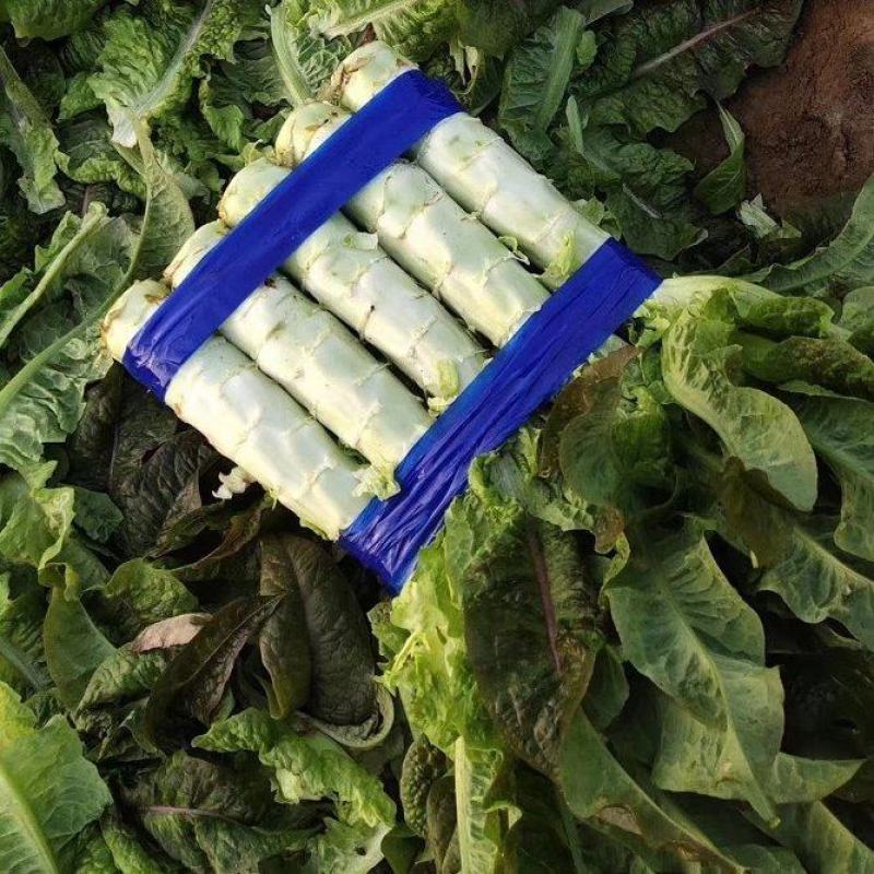 基地尖叶莴笋三青莴笋产地直销保质保量青皮绿肉