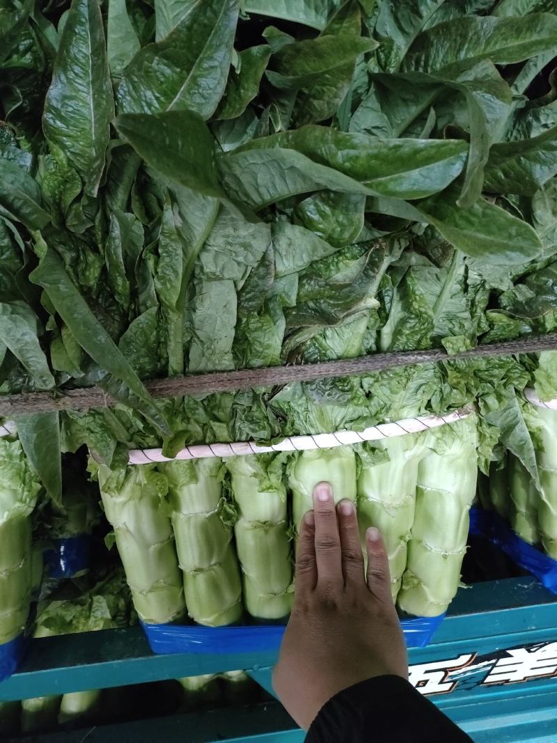 基地尖叶莴笋三青莴笋产地直销保质保量青皮绿肉