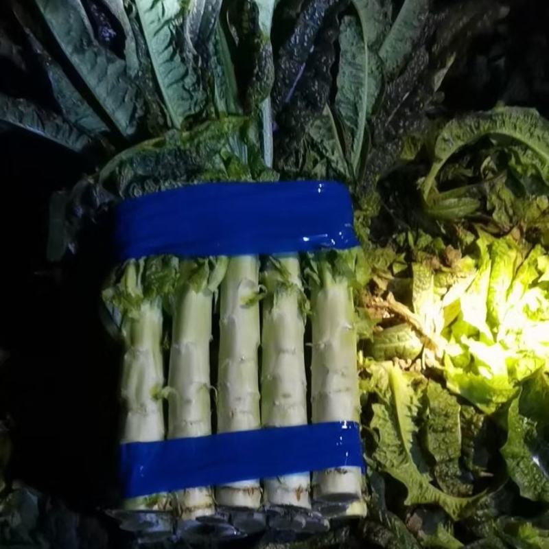基地尖叶莴笋三青莴笋产地直销保质保量青皮绿肉