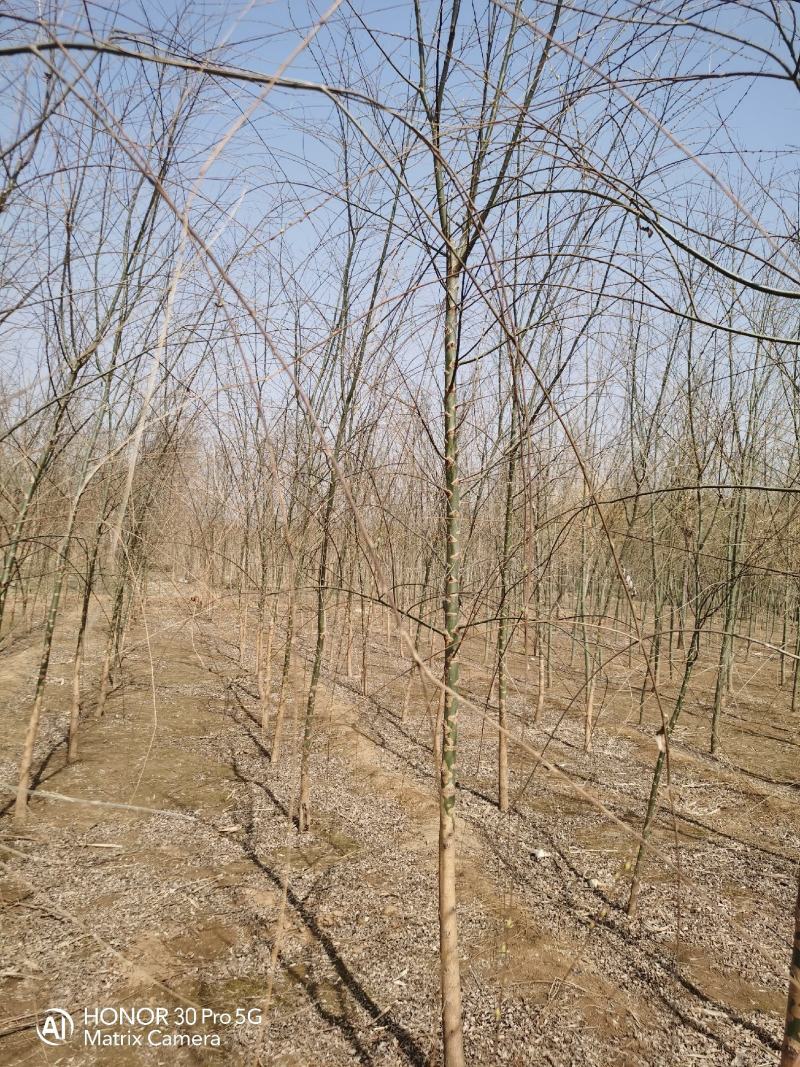 河北垂柳2公分垂柳10万棵3公分垂柳15万棵4公分垂柳