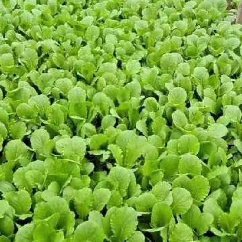 小白菜（陆地，冷棚小白菜，质量好！种植面积大）