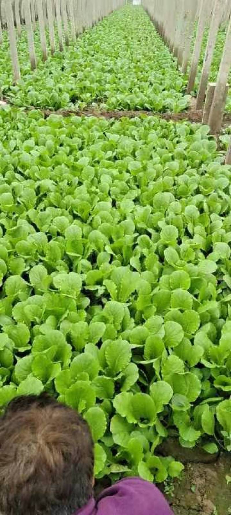 小白菜（陆地，冷棚小白菜，质量好！种植面积大）