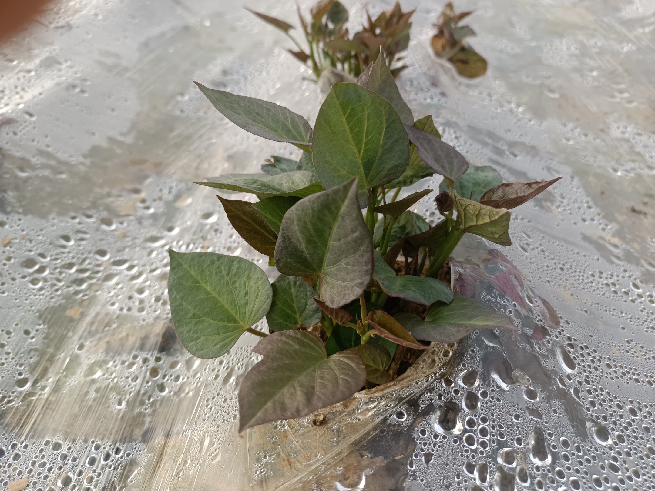 红薯发芽过程示意图