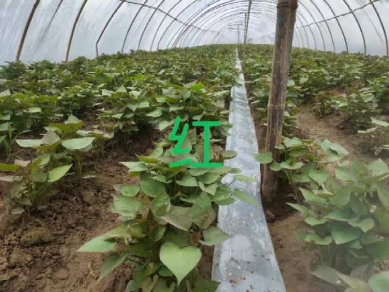 开封市尉氏县惠禾润原种脱毒红薯苗繁育基地，产地一手货源