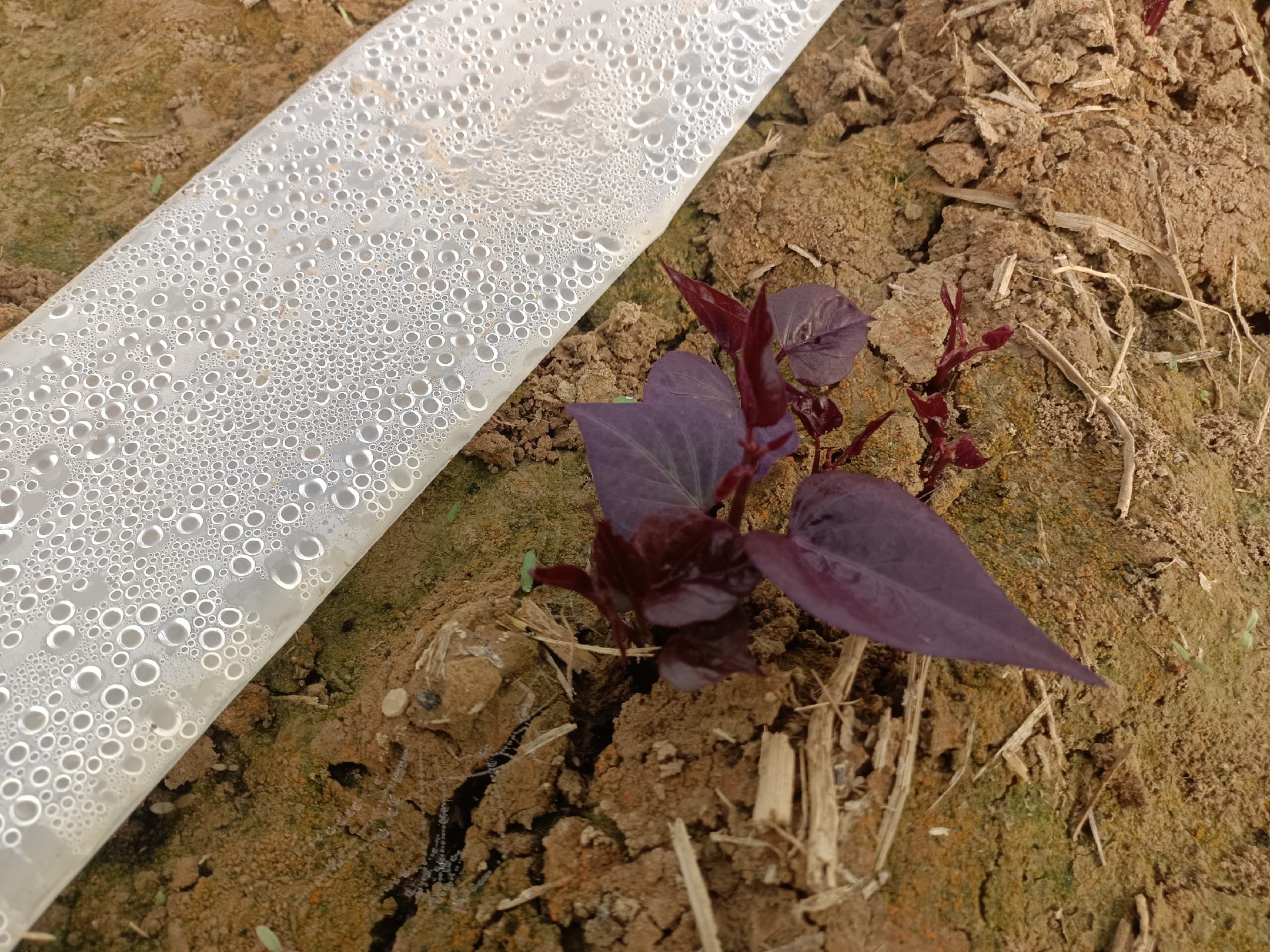 紫黑色观赏红薯叶片特写