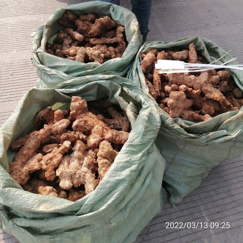 广东本地新鲜白肉土茯苓（大量批发，大量批发）