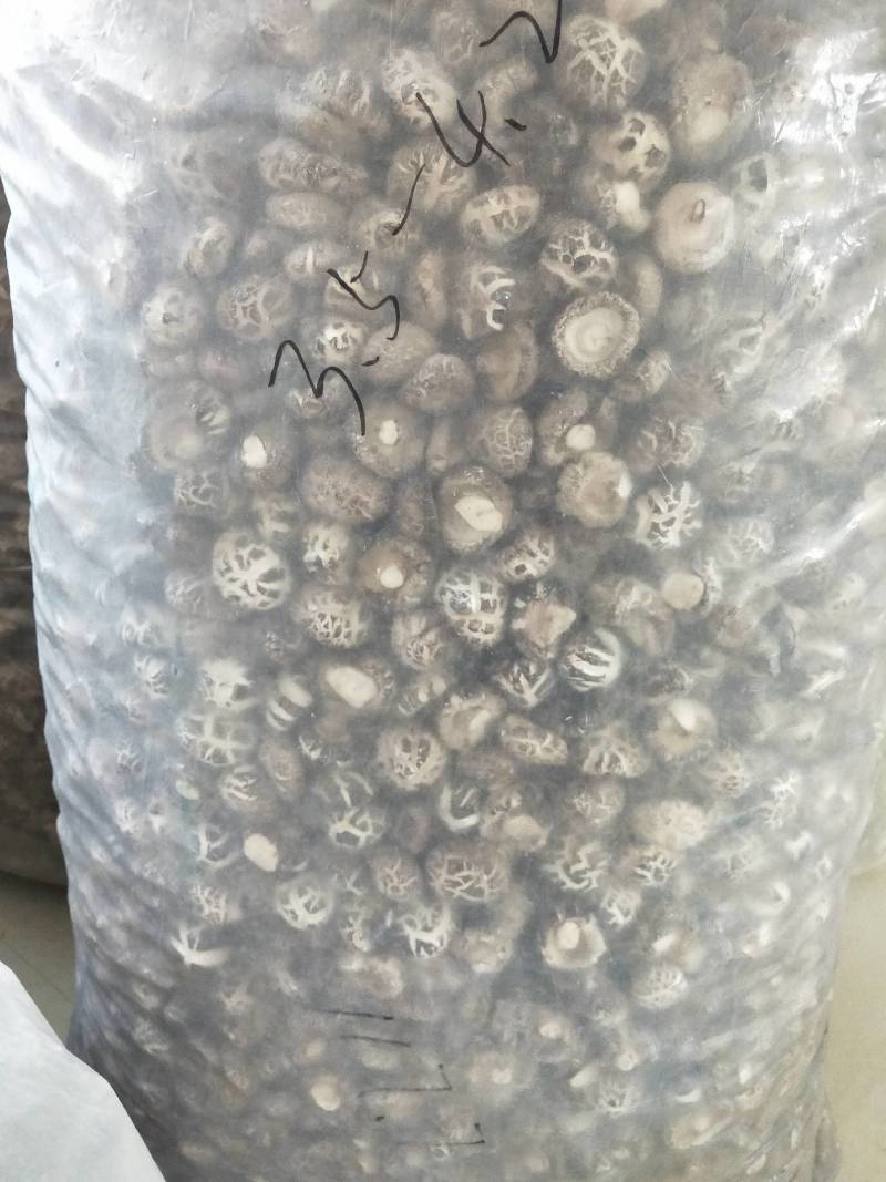 【精品】段木香菇，产地直发量大从优，本合作社产丶供对接全国