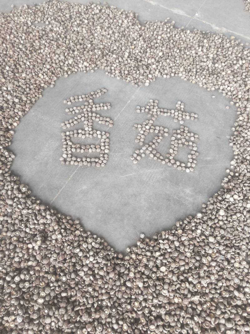【精品】段木香菇，产地直发量大从优，本合作社产丶供对接全国