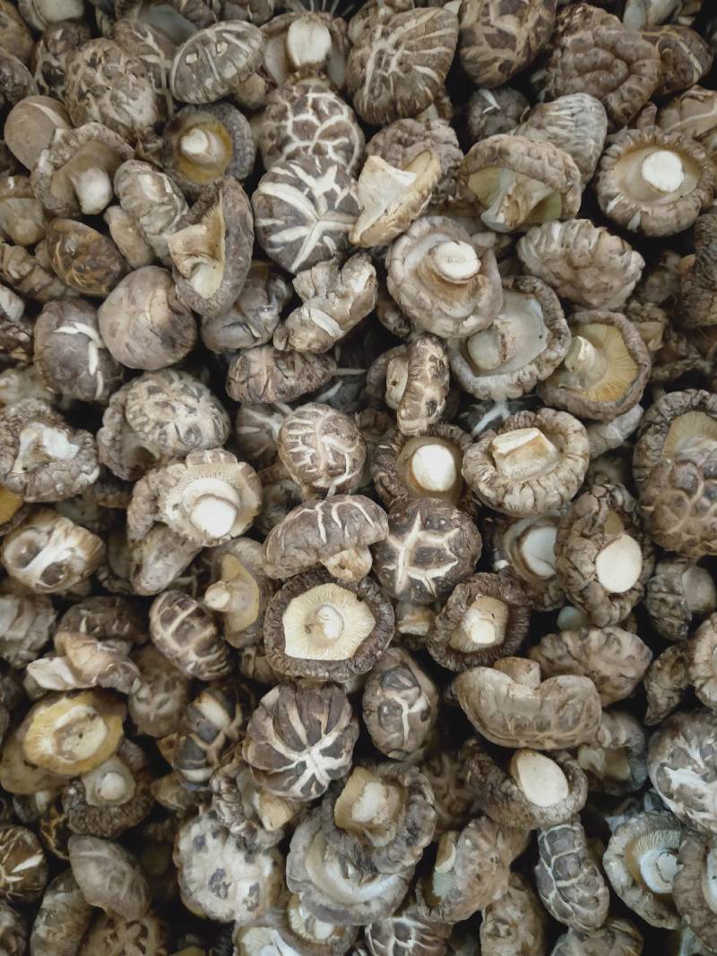 【精品】段木香菇，产地直发量大从优，本合作社产丶供对接全国