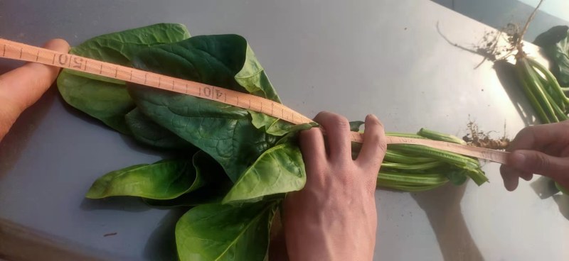优质大叶菠菜，基地货源，大量供应脱水厂，市场，10吨起售