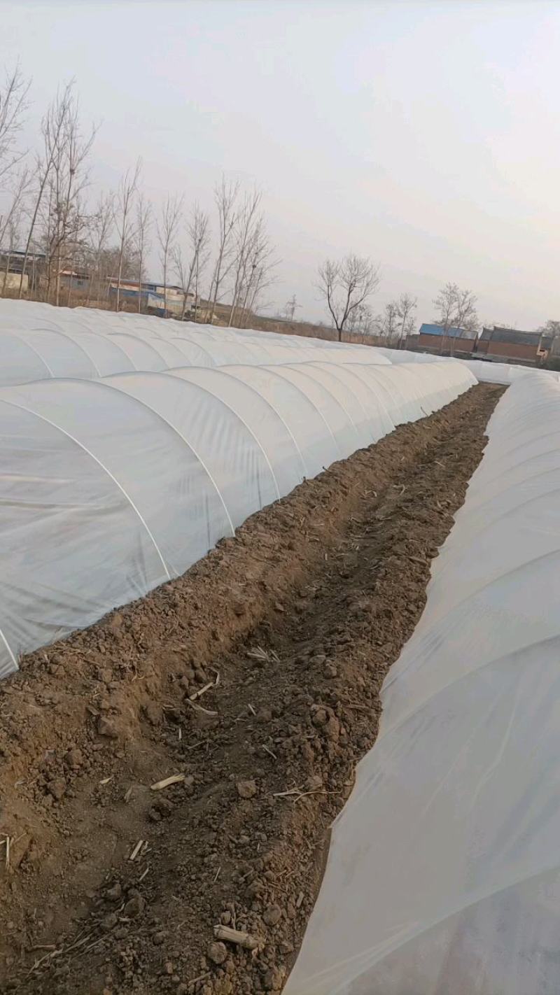 商薯苗基地直供，脱毒原种红薯苗，一手货源质量保证量大价优