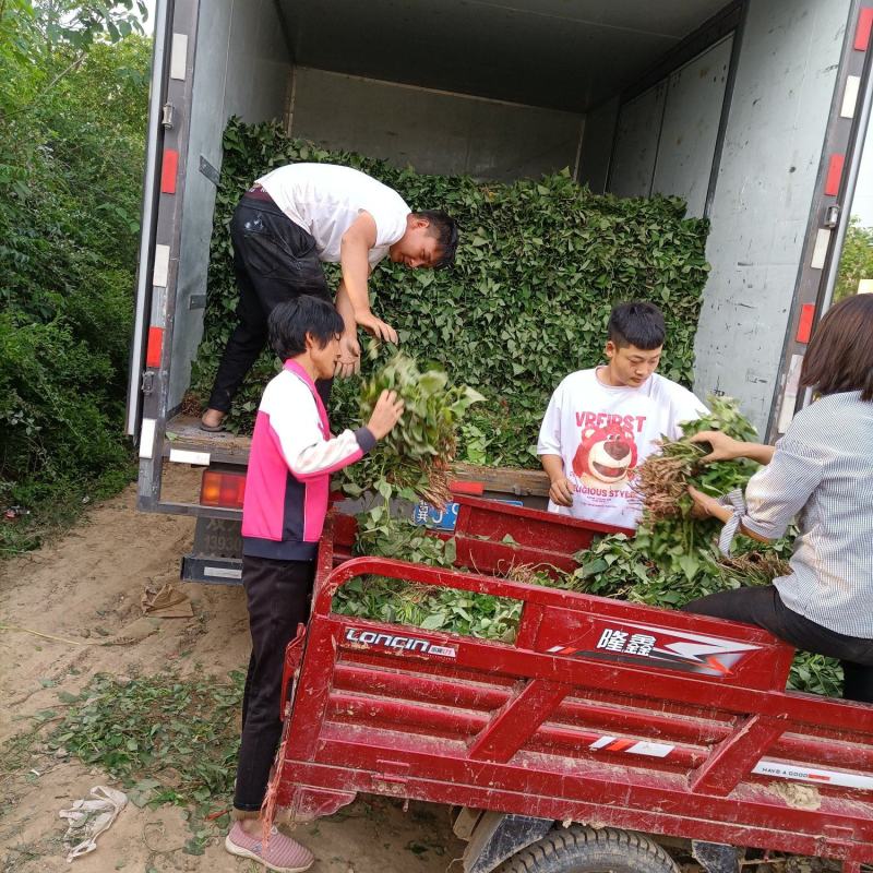 商薯苗基地直供，脱毒原种红薯苗，一手货源质量保证量大价优