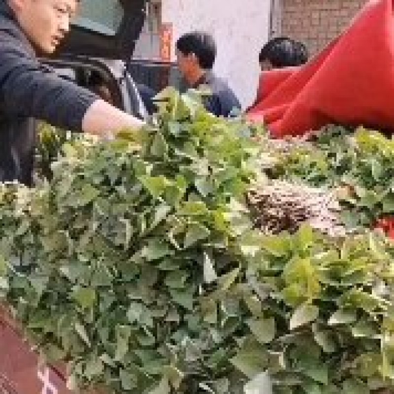商薯苗基地直供，脱毒原种红薯苗，一手货源质量保证量大价优