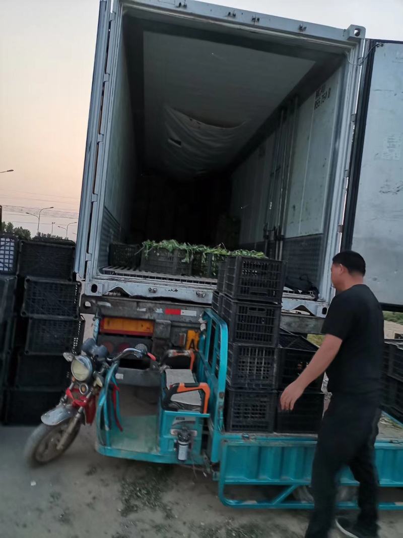 商薯苗基地直供，脱毒原种红薯苗，一手货源质量保证量大价优