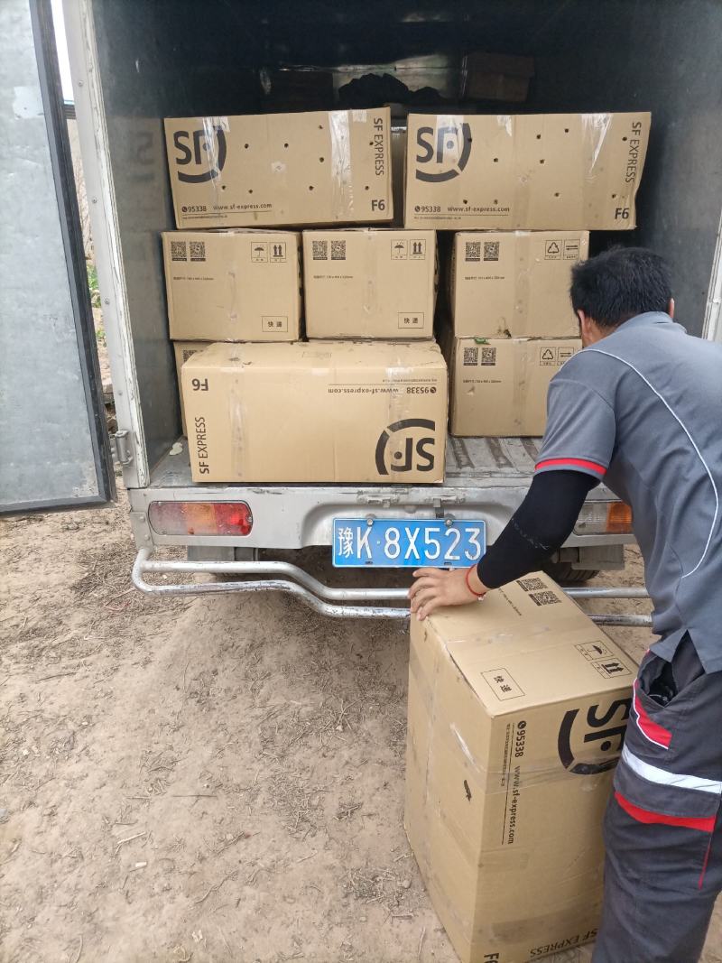 商薯苗基地直供，脱毒原种红薯苗，一手货源质量保证量大价优