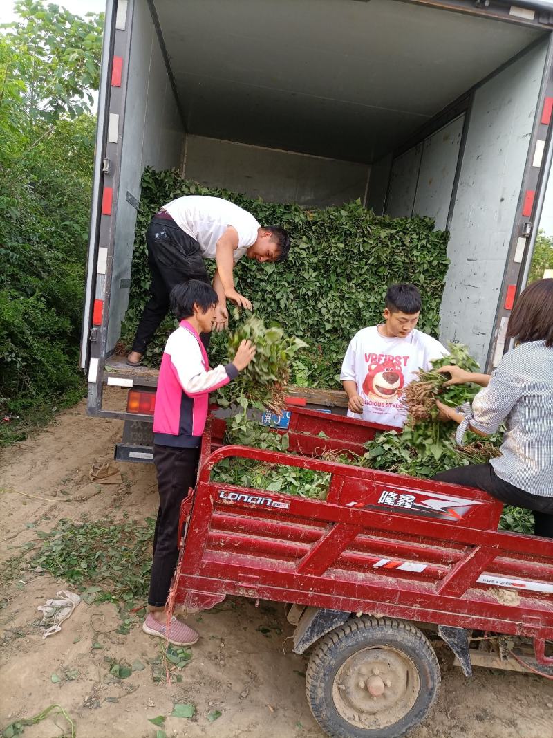 商薯苗基地直供，脱毒原种红薯苗，一手货源质量保证量大价优