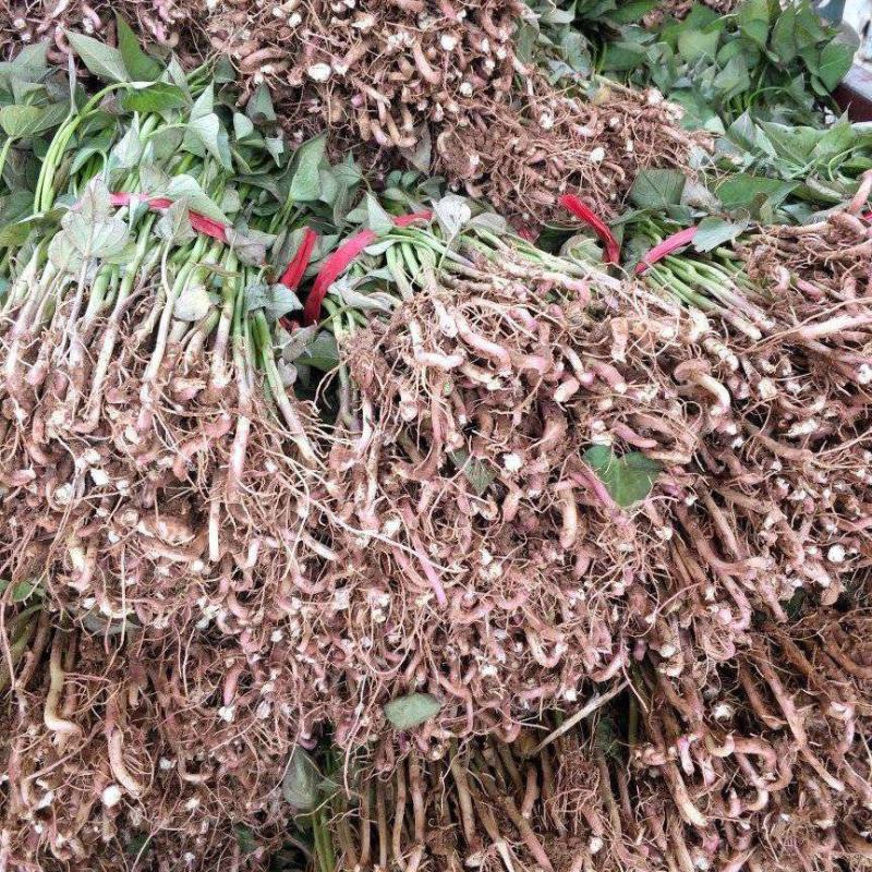 商薯苗基地直供，脱毒原种红薯苗，一手货源质量保证量大价优