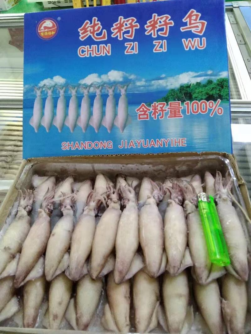 工厂直营店干冰笔管鱼母体带籽粒粒饱满