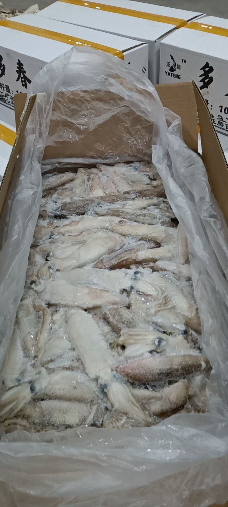 工厂直营店干冰笔管鱼母体带籽粒粒饱满