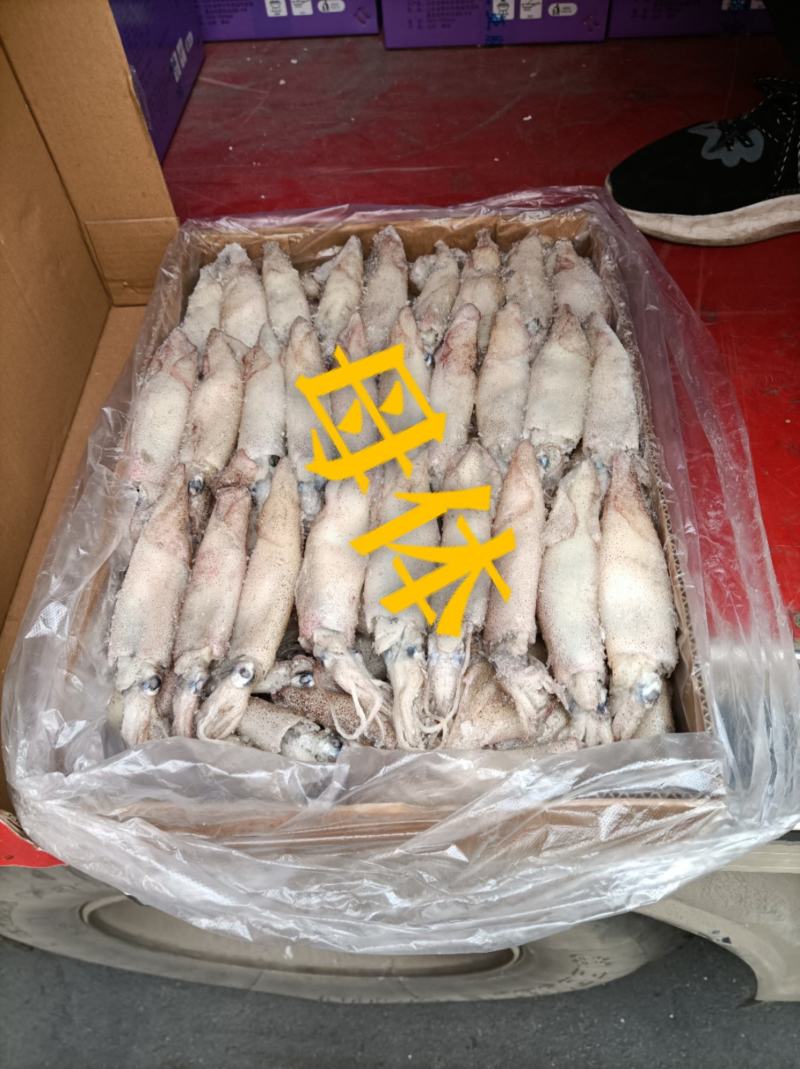 工厂直营店干冰笔管鱼母体带籽粒粒饱满
