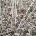 供应，天目琼花80-1米4个分枝以上，灌幅30-50公分