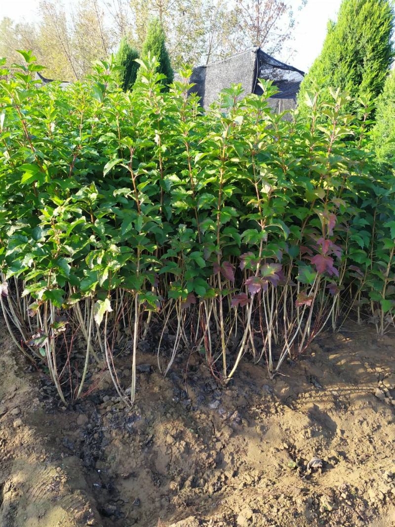 供应，天目琼花80-1米4个分枝以上，灌幅30-50公分