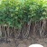 供应，天目琼花80-1米4个分枝以上，灌幅30-50公分