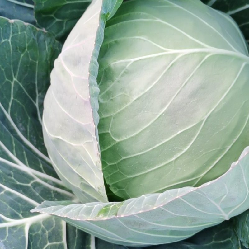 奥其娜圆包菜新野县民富蔬菜种植专业合作社常年批发各种新鲜
