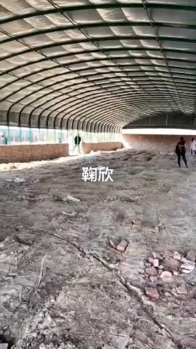 养牛大棚东北专用养牛保温大棚