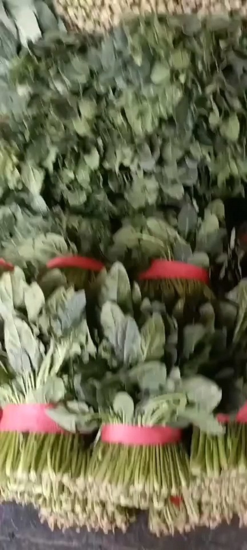 山东聊城精品大叶菠菜，货源充足，价格便宜，代发全国各地。