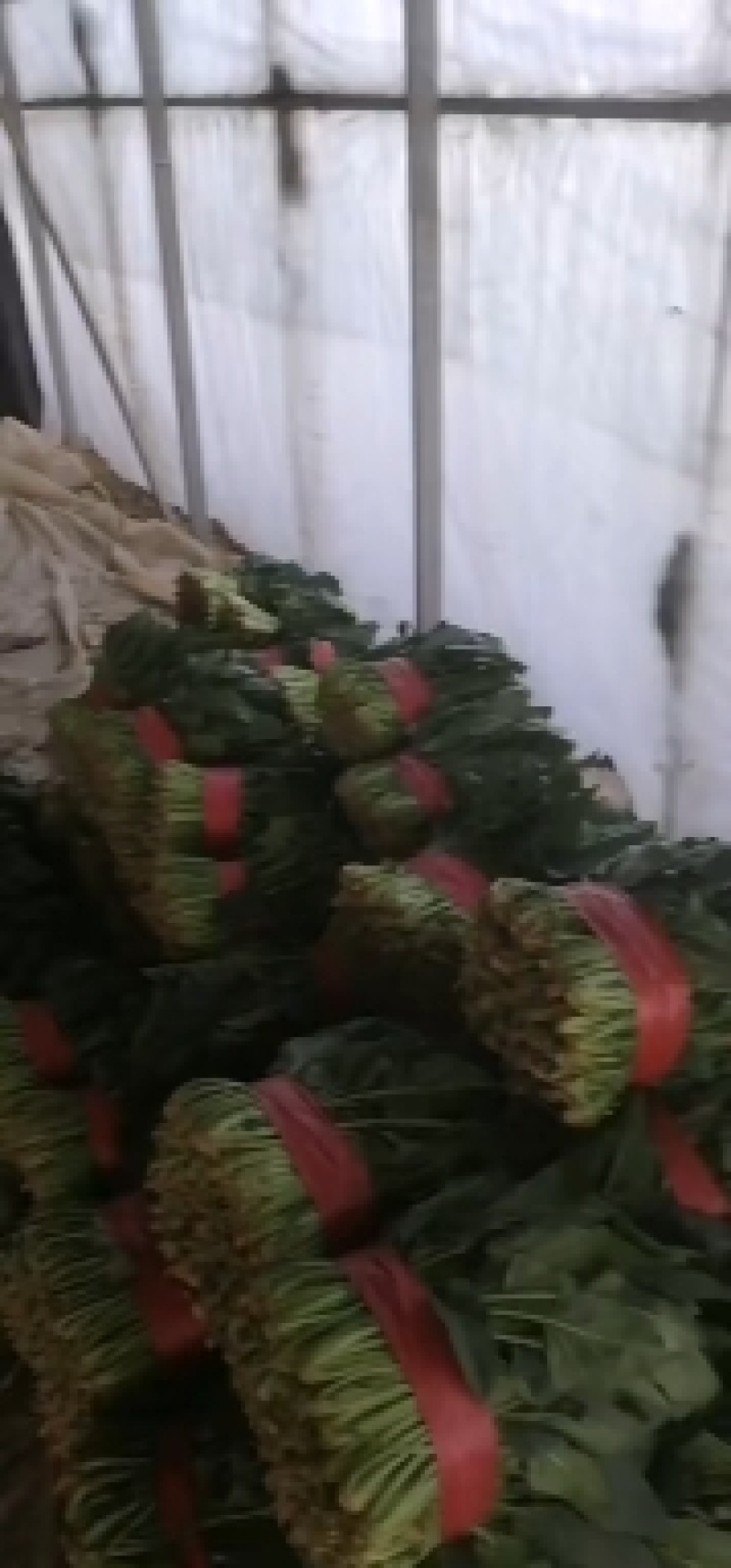 山东聊城精品大叶菠菜，货源充足，价格便宜，代发全国各地。