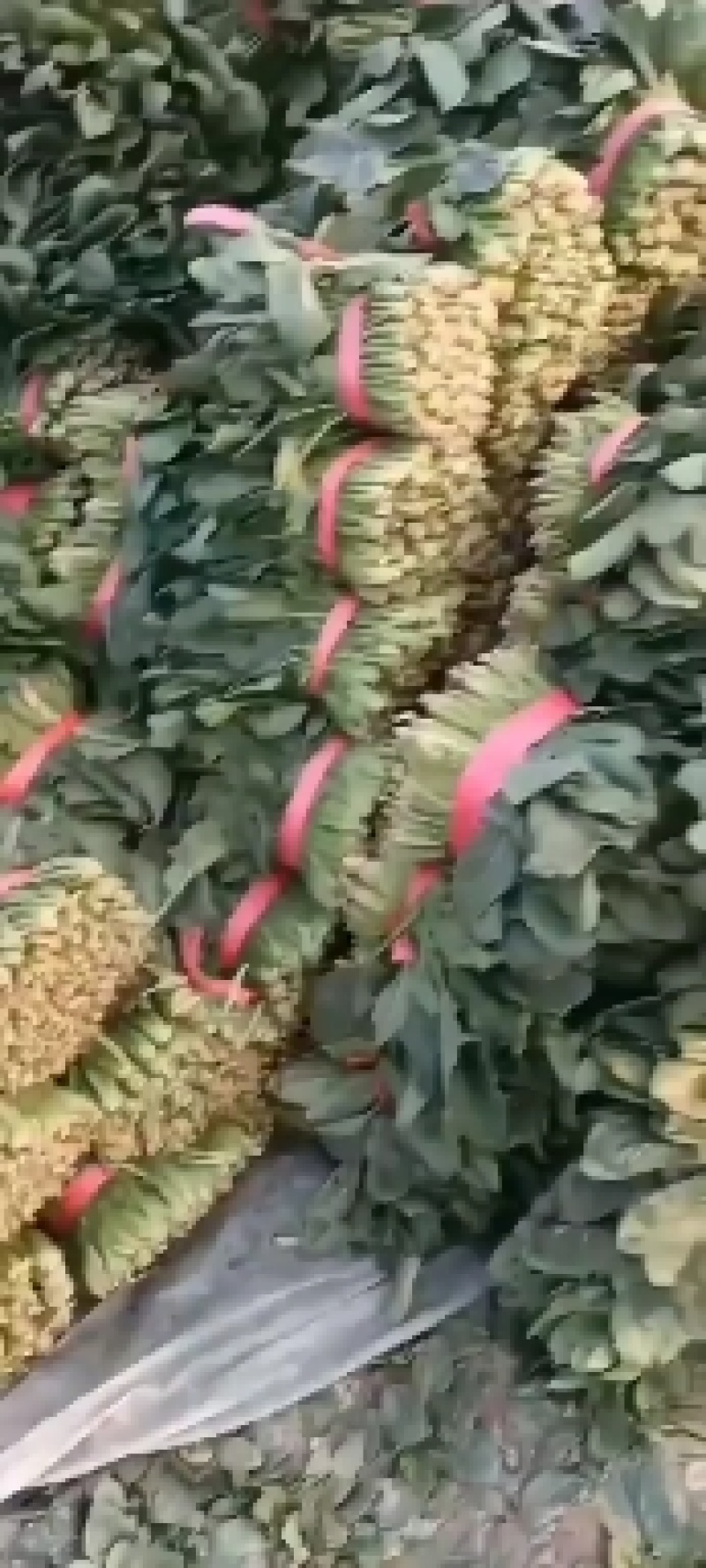 山东聊城精品大叶菠菜，货源充足，价格便宜，代发全国各地。