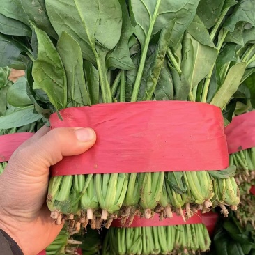 山东聊城精品大叶菠菜，货源充足，价格便宜，代发全国各地。