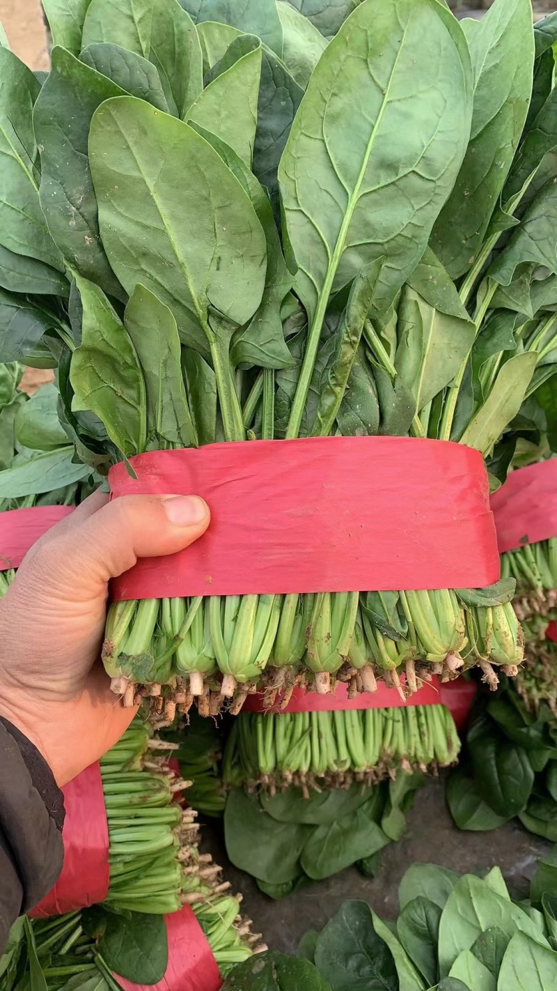 山东聊城精品大叶菠菜，货源充足，价格便宜，代发全国各地。