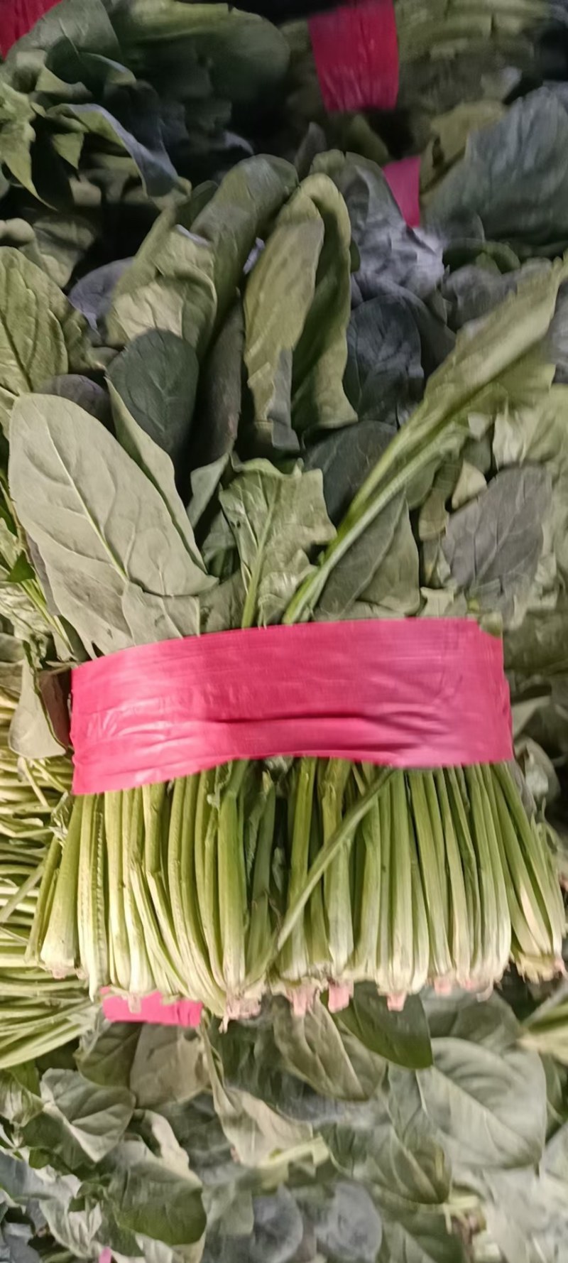 山东聊城精品大叶菠菜，货源充足，价格便宜，代发全国各地。