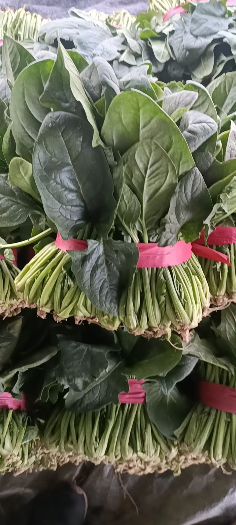 山东聊城精品大叶菠菜，货源充足，价格便宜，代发全国各地。