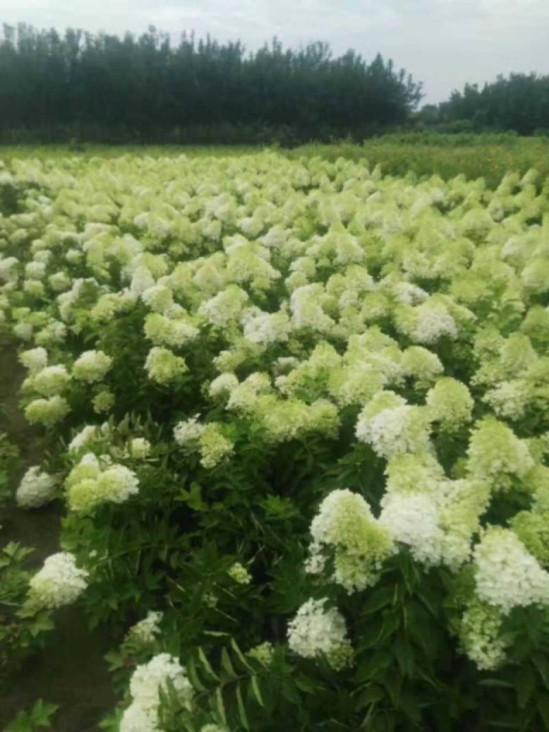 河北木绣球，河北木绣球基地，河北木绣球价格