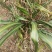 万年青苗，成活率高种植简单可以盆栽，一年四季都可以种