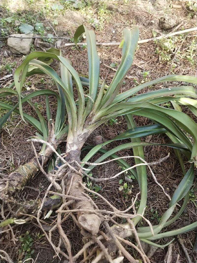 万年青苗，成活率高种植简单可以盆栽，一年四季都可以种