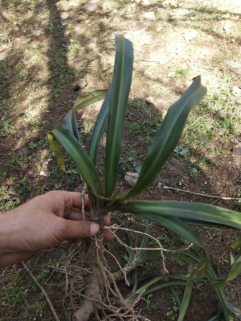 万年青苗，成活率高种植简单可以盆栽，一年四季都可以种