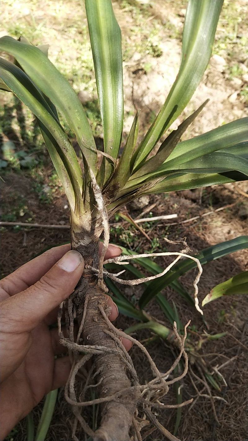 万年青苗，成活率高种植简单可以盆栽，一年四季都可以种