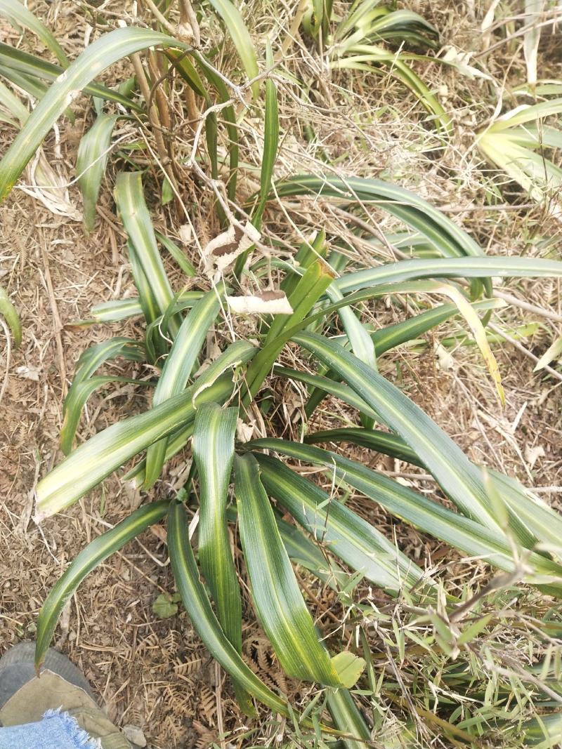万年青苗，成活率高种植简单可以盆栽，一年四季都可以种