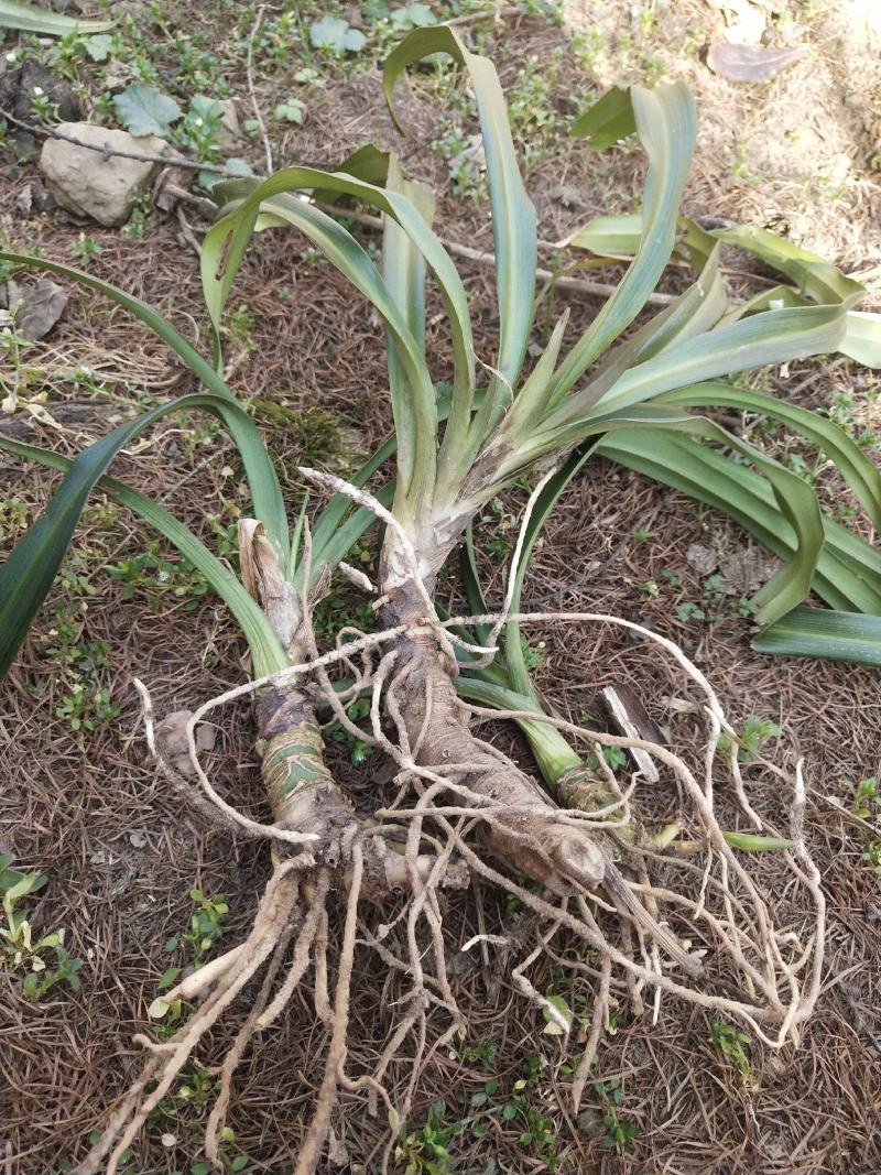 万年青苗，成活率高种植简单可以盆栽，一年四季都可以种
