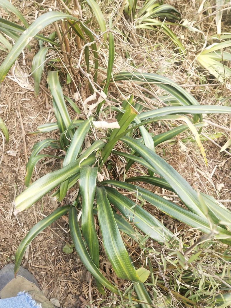 万年青苗，成活率高种植简单可以盆栽，一年四季都可以种