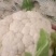 精品青梗白面有机花菜,花白根平无黑点,价格合理,全国代发