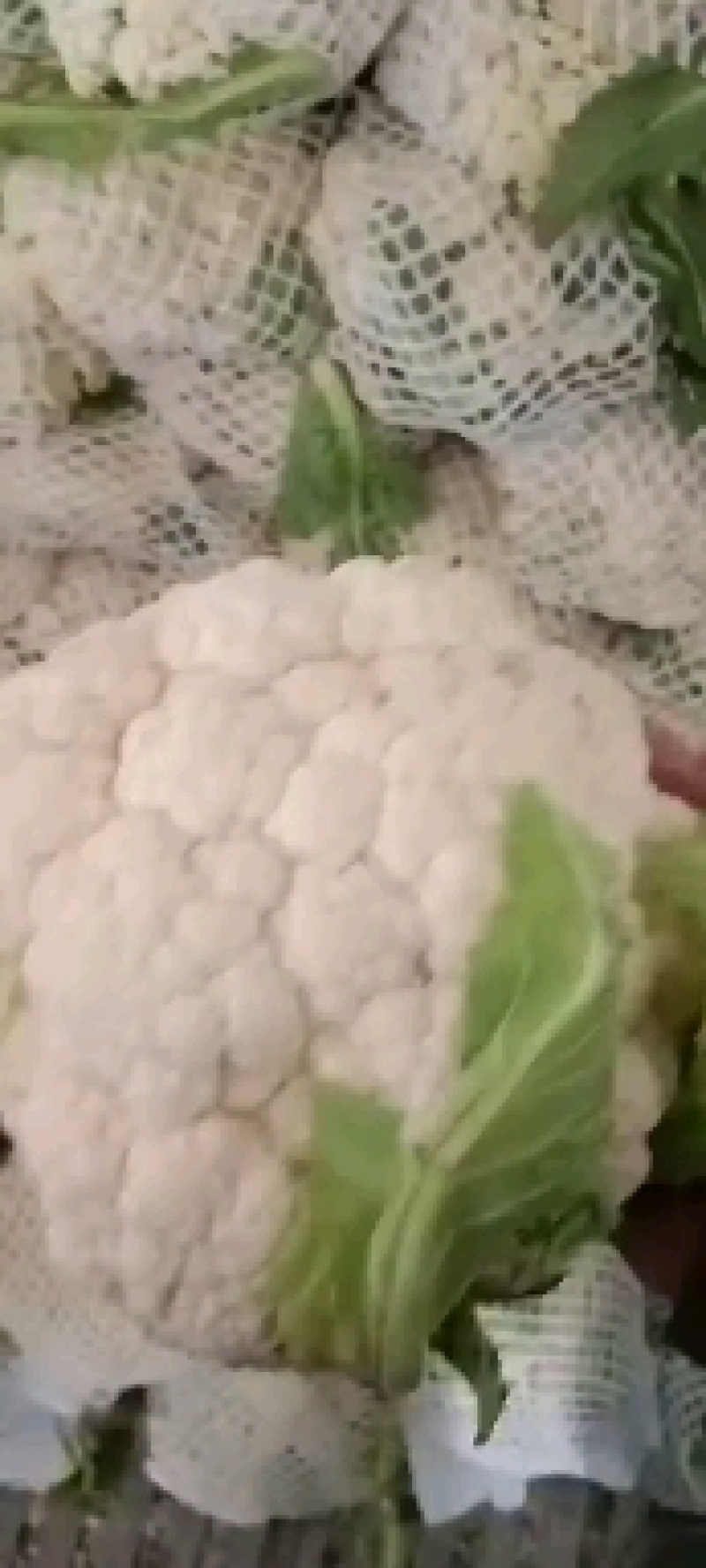 精品青梗白面有机花菜，花白根平无黑点，价格合理，全国代发