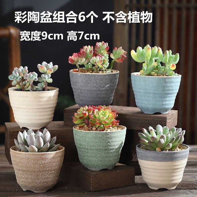 多肉花盆粗陶透气特价清仓批发老桩套装肉植物几百种随机花盆