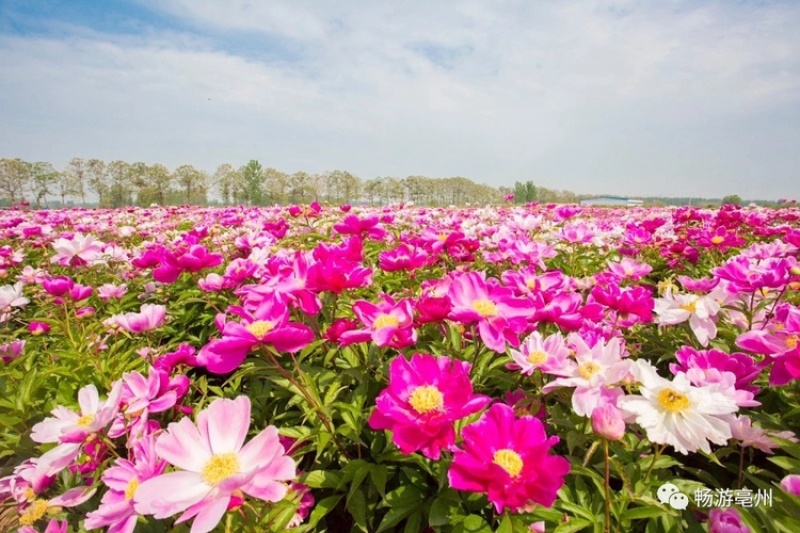 【包邮】【推荐】精品白芍芽，观赏药用打造花海，包回收量大从优
