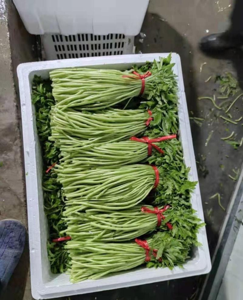 江苏芦蒿黎蒿青白蒿，毛蒿…有需要可联系，欢迎采购合作